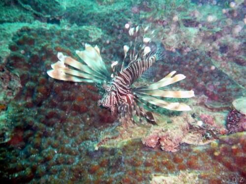 2007-12-15--09.22.23 diani beach Tiwi lion fish