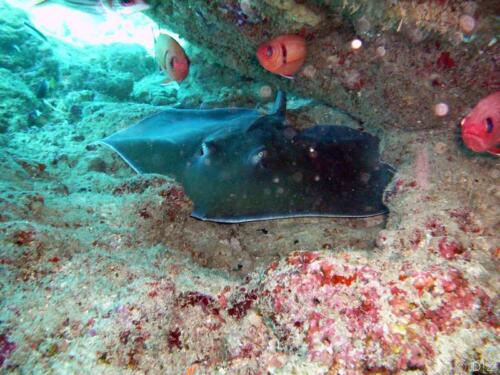 2007-12-15--11.32.45 diani beach Mwana Mochi feathertail stingray