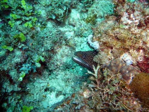 2007-12-15--11.57.45 diani beach Mwana Mochi moray