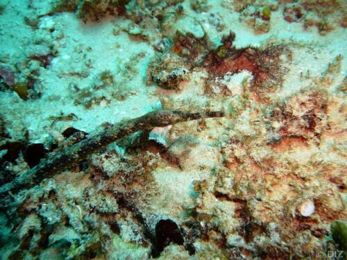 2007-12-16--11.23.29 diani beach Igloo reef double-ended pipefish