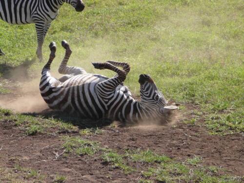 2008-01-08--09.46.53 Ngorongoro crater Zebra rolling