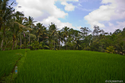 Rice fields