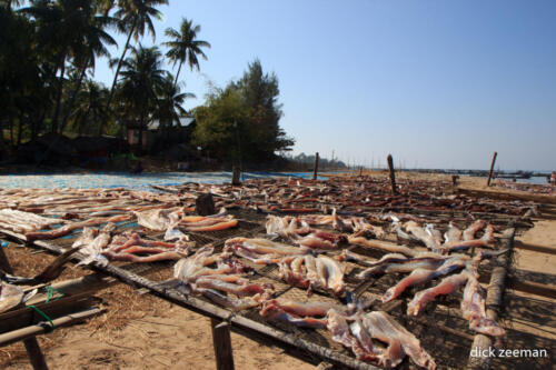 Fish drying