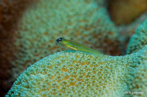Peppermint goby