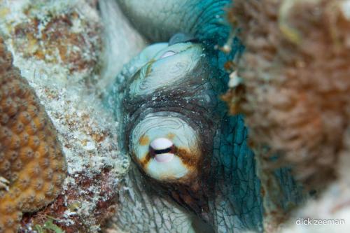 Octopus