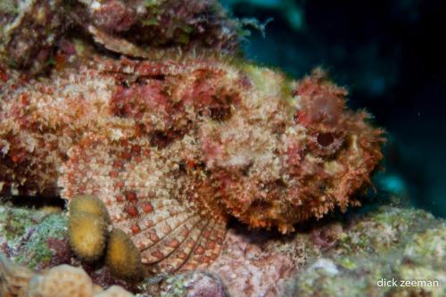 Schorpioenvis