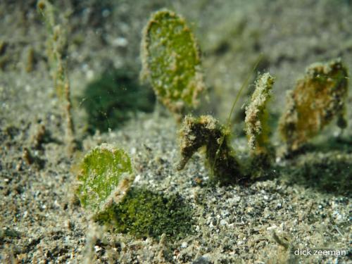 Thorny seahorse