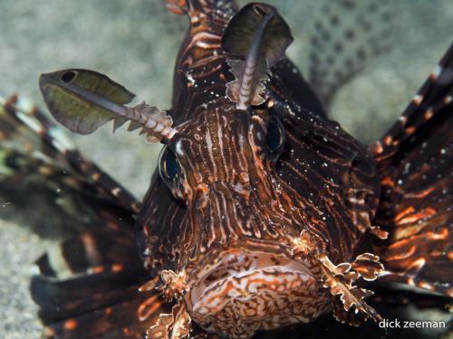 Lionfish