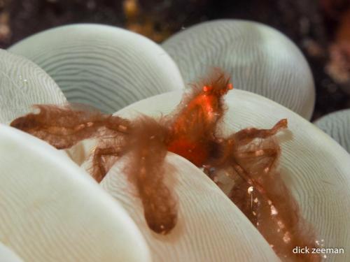 Oran utang crab