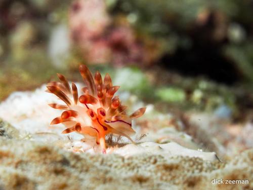 Red lined flabellina ( Flabellina rubrolineata)