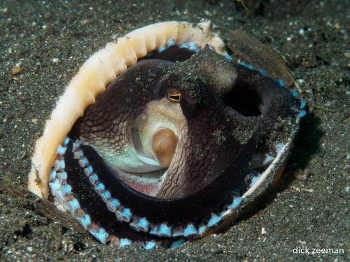 Coconut octopus