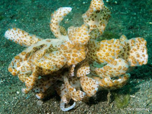 Solar powered seaslug (Phyllodesmium longicirrum)