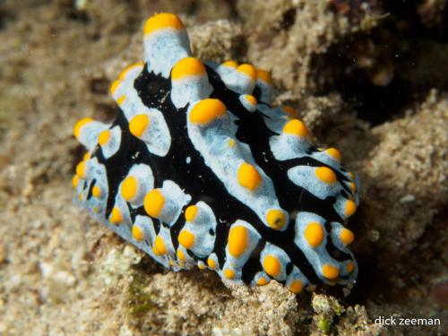 Varicose Wart Slug (Phyllidia varicosa)