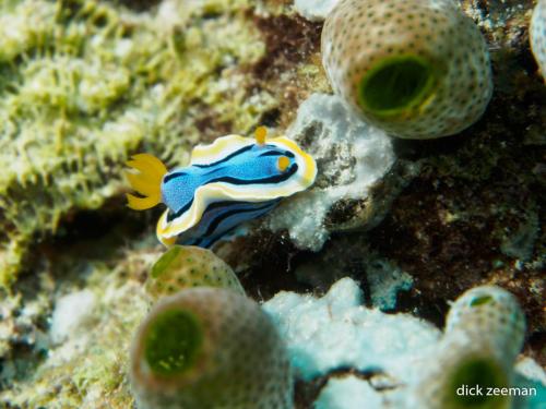 Anna's magnificent slug (Chromodoris annae)