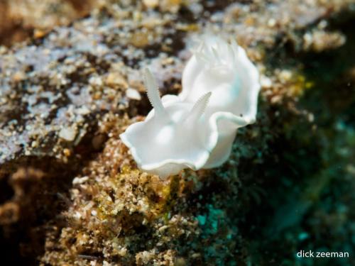 Glossodoris pallida