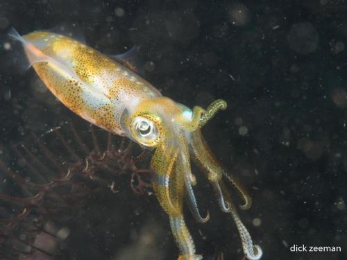 Squid