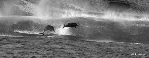 Dolphins surfing