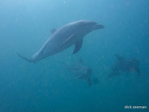 Dolphins