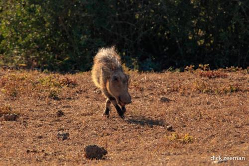 Warthog