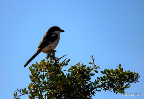 Birdie