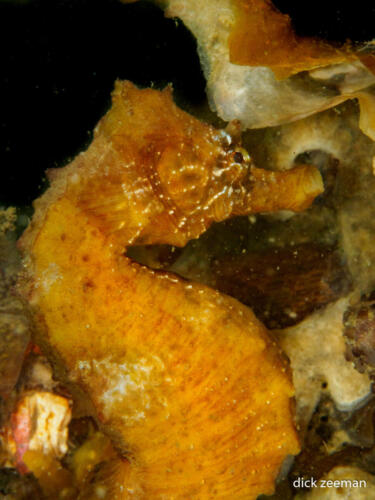 Zeepaardje