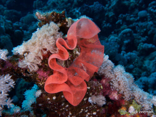 Spanish dancer eggs
