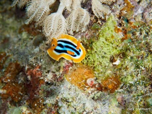 Pyjama slug