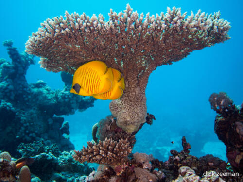 Masked butterfly fish