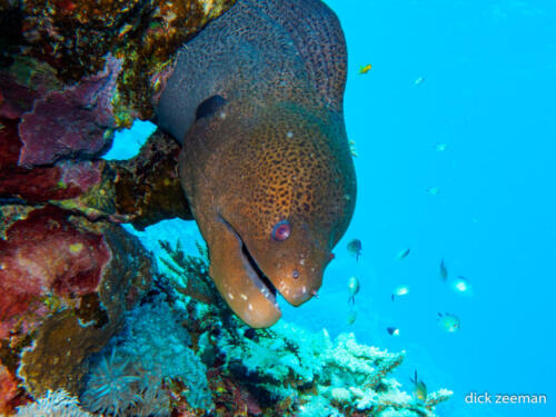 Moray eel