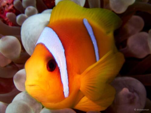 Clownfish
