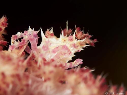 Candy crab