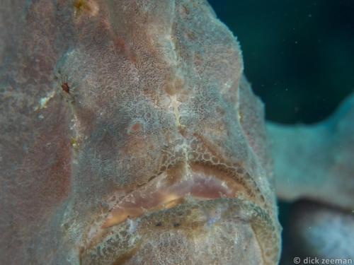 Frog fish close-up
