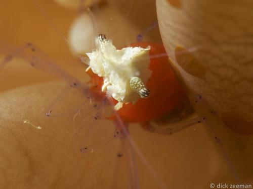 Mushroom Coral Shrimp