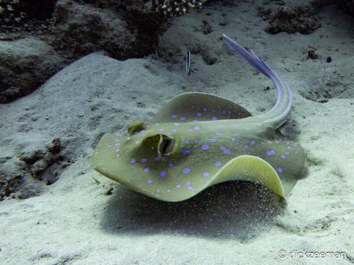 Blue spotted stingray