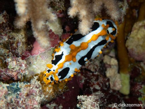 Oogvlek wratslak (Phyllidia acelata)